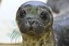 BBC Two Born to be Wild - baby harbour seal  (ep. 8) c. Maramedia