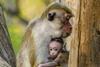 Animal Babies First Year on Earth monkeys