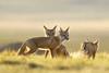 Natural_World__Prarie_Dogs.jpg