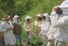 the apprentice bees