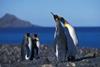 Penguin Island 3D