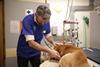 Animal Ambulance chief vet Mark treating a dog