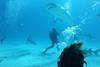 Shark Celebrity infested waters episode 5