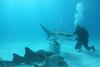 shark_celebrity_infested_waters_sr1_ep3_10