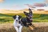 Muster Dogs