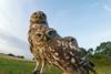 The secret life of owls