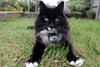 Horizon: The Secret Life of the Cat