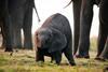 African Bush Elephant - Botswana ©Massimiliano Sticca