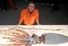 Giant Squid: Inside Nature’s Giants Special