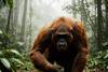 The Real King Kong doc