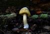 FIFTH SEASON_Death Cap The Mushroom Murders