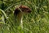 Springwatch