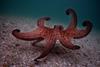 My Octopus Teacher_octous walking_Craig Foster
