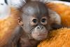 Red Ape: Saving The Orangutan