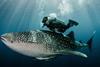 Common name_ Whale shark_Scientific name_ Rhincodon typus_Credit_ Tomas Kotouc (2)