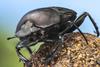 A Real Bugs Life (2)