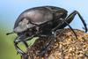 A Real Bugs Life