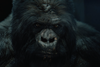 Stags Paramount+ Unit VFX (1)