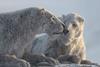 Prehistoric_Planet_Ice_Age_Photo_010105