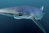 Wonders of the Celtic Deep - Blue shark low res