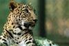 Leopards: 21st Century Cats
