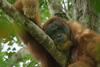 Secret Lives Of Orangutans