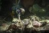 My Octopus Teacher ©Tom Foster