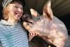 If Pigs Could Talk