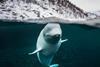 conversation with a spy whale
