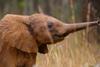 Elephant Calf_BornToBeWild_102_F10023F