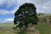 Sycamore Gap