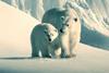 our planet polar bears