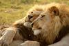 return-of-the-giant-killers-africas-lion-kings-natural-world