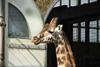 Giraffe London Zoo