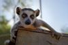 Lemur Pup_BornToBeWild_104_F20034F