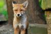 Fox cub index