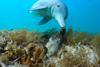 Blue Planet III
