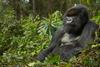 A_Gorilla_Story__Told_by_David_Attenborough_n_01_09_53_09