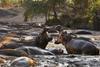 hostile planet hippos
