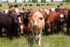 Livestock-farming