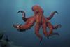 Octopus!