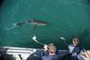 Dr Enrico Gennari tagging a white shark in Mossel Bay (1)