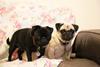 Pugly and Nelly Pugs