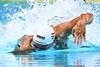Swimming FINA World Aquatics Championships