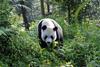 Pandas_3D