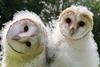 Super Powered Owls