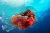 Simulated images for illustrative purposes only lion's mane jellyfish