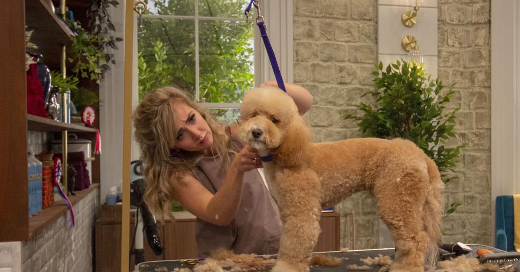 Pooch Perfect paws 2.7m Ratings Broadcast