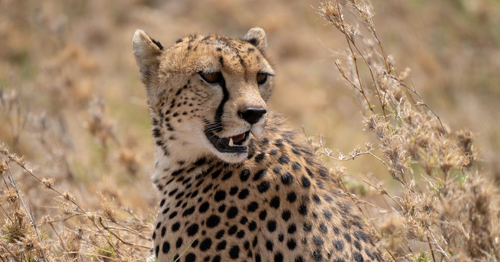 Trail: Predators, Sky Nature | Video | Broadcast