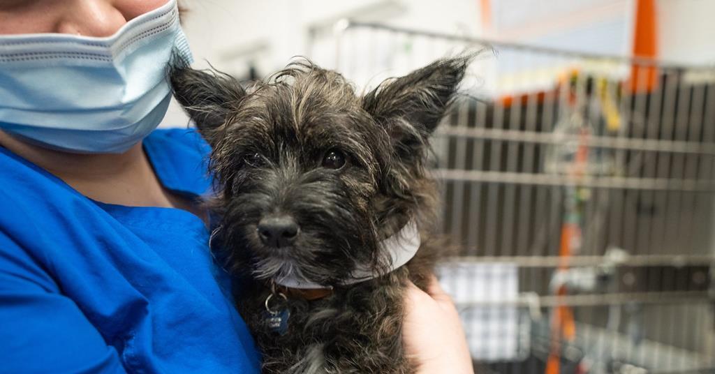 StocktononTees vets set for BBC1 daytime News Broadcast